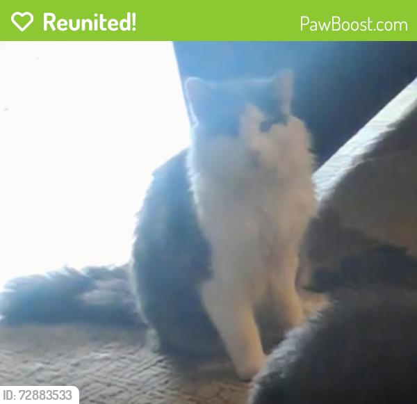 Reunited Male Cat last seen Karlsberg cir and kelly dr, Stockton, CA 95207