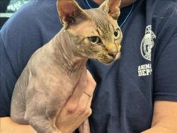 Shelter Stray Male Cat last seen , Chatsworth, CA 91311