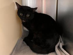 Shelter Stray Unknown Cat last seen Near BLOCK GINA DR, COLORADO SPRINGS CO 80916, Colorado Springs, CO 80905