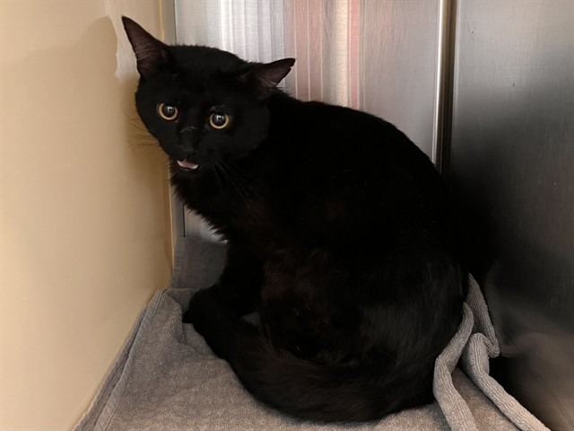 Shelter Stray Unknown Cat last seen Near BLOCK GINA DR, COLORADO SPRINGS CO 80916, Colorado Springs, CO 80905