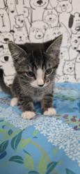 Shelter Stray Male Cat last seen , San Pedro, CA 90731