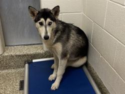 Shelter Stray Female Dog last seen Near BLOCK DELTA DR, COLORADO SPRINGS CO 80910, Colorado Springs, CO 80905