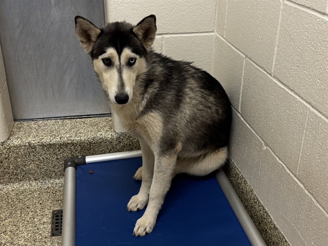 Shelter Stray Female Dog last seen Near BLOCK DELTA DR, COLORADO SPRINGS CO 80910, Colorado Springs, CO 80905