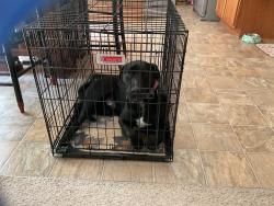 Found/Stray Male Dog last seen N bend rd and Hader Ave, Cincinnati, OH 45239