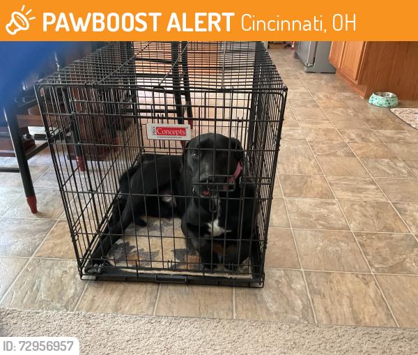 Found/Stray Male Dog last seen N bend rd and Hader Ave, Cincinnati, OH 45239