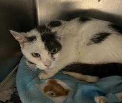 Shelter Stray Female Cat last seen , San Pedro, CA 90731