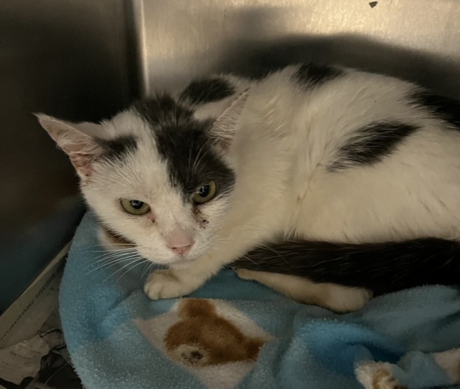 Shelter Stray Female Cat last seen , San Pedro, CA 90731