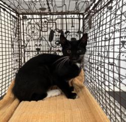 Shelter Stray Male Cat last seen , San Pedro, CA 90731