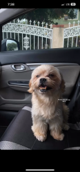 Lost Male Dog last seen Upland Animal Shelter, Upland, CA 91785