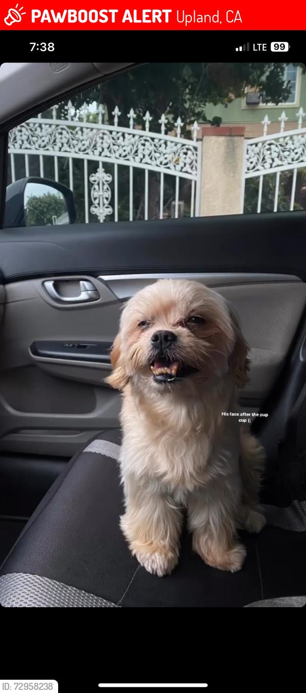 Lost Male Dog last seen Upland Animal Shelter, Upland, CA 91785