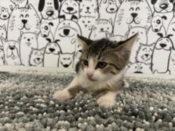 Shelter Stray Male Cat last seen , San Pedro, CA 90731