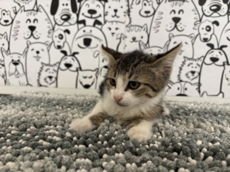 Shelter Stray Male Cat last seen , San Pedro, CA 90731