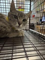 Shelter Stray Female Cat last seen , San Pedro, CA 90731