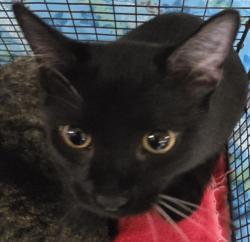 Shelter Stray Male Cat last seen , San Pedro, CA 90731