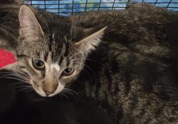 Shelter Stray Male Cat last seen , San Pedro, CA 90731