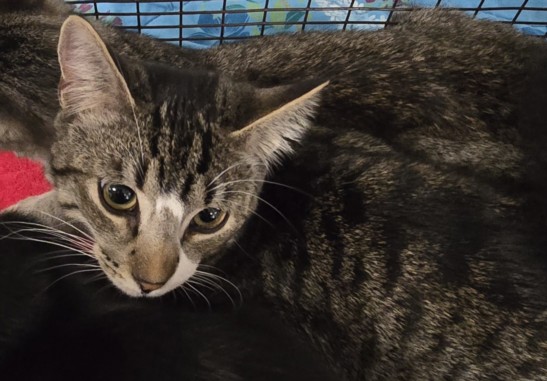 Shelter Stray Male Cat last seen , San Pedro, CA 90731