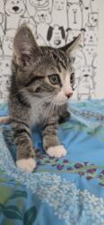 Shelter Stray Female Cat last seen , San Pedro, CA 90731