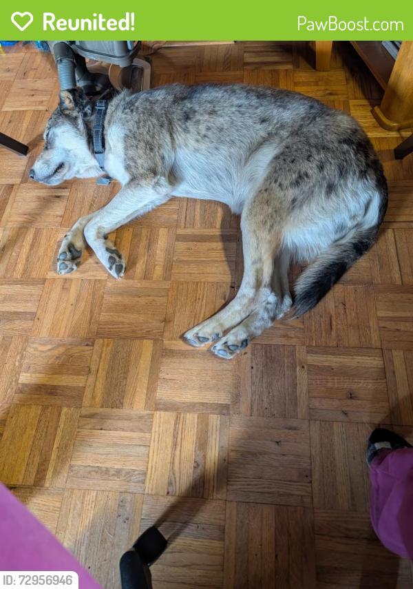 Reunited Female Dog last seen Walltown Road, Grampian, PA 16838