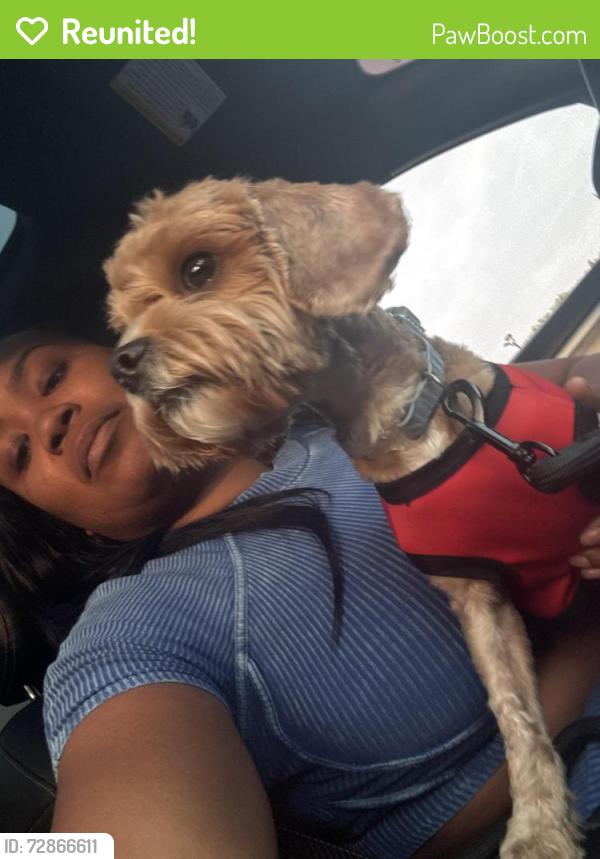 Reunited Male Dog last seen 43rd street, Chicago, IL 60653