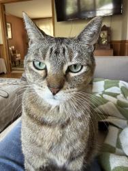 Reunited Female Cat last seen Francis & London Road, New Lenox, IL 60451