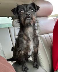 Lost Female Dog last seen Louvre st and Bradley ave, Los Angeles, CA 91331
