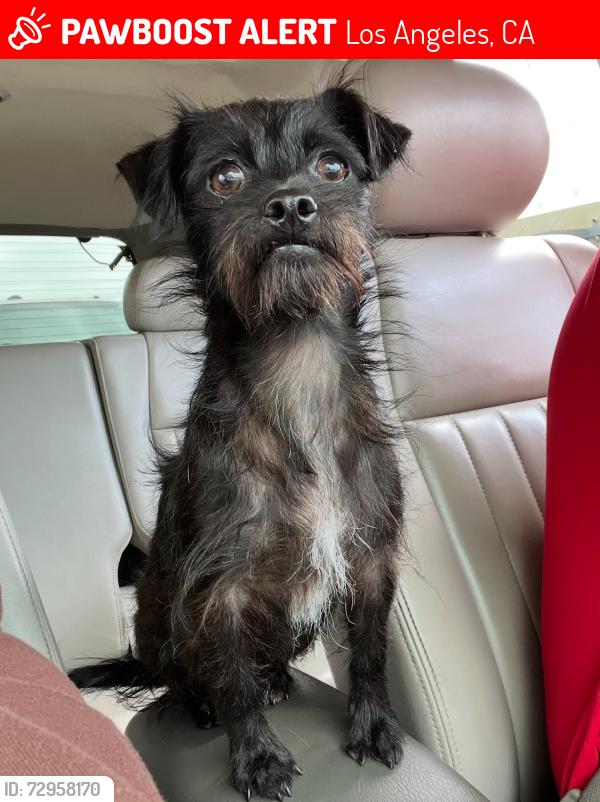 Lost Female Dog last seen Louvre st and Bradley ave, Los Angeles, CA 91331