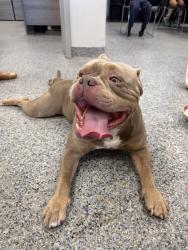 Reunited Male Dog last seen Some guy brought him to us!!, Miami, FL 33145