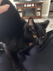 Lost Male Cat last seen DJs Chill and Grill, Tipp City, OH 45371