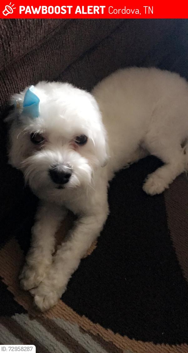 Lost Female Dog last seen Near Acadia Cv Cordova TN 38018, Cordova, TN 38018