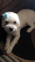 Lost Female Dog last seen Near Acadia Cv Cordova TN 38018, Cordova, TN 38018