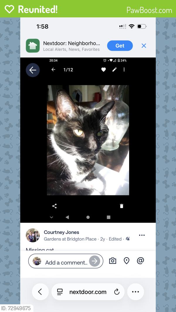 Reunited Female Cat last seen Bridgton rd and Bridgton place dr , Winston-Salem, NC 27127