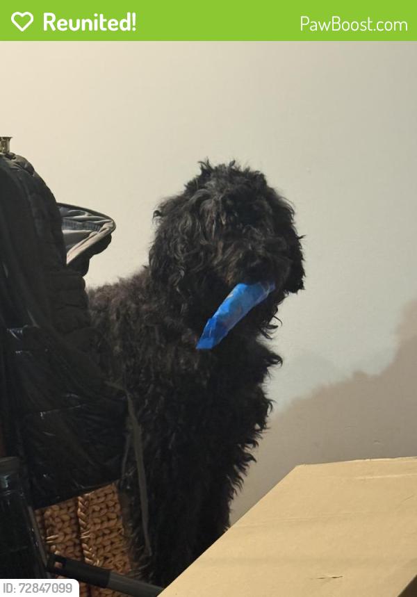 Reunited Male Dog last seen Johnson dr and grant, Merriam, KS 66202