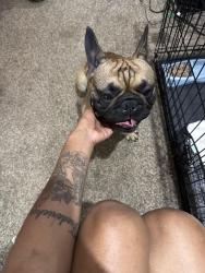 Reunited Male Dog last seen Lilac , Bellefontaine Neighbors, MO 63137