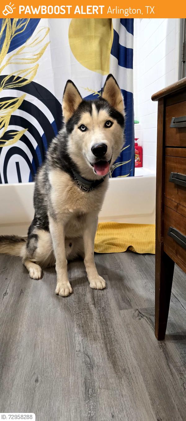 Found/Stray Male Dog last seen Bardin and bowen , Arlington, TX 76017