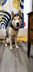 Found/Stray Male Dog last seen Bardin and bowen , Arlington, TX 76017