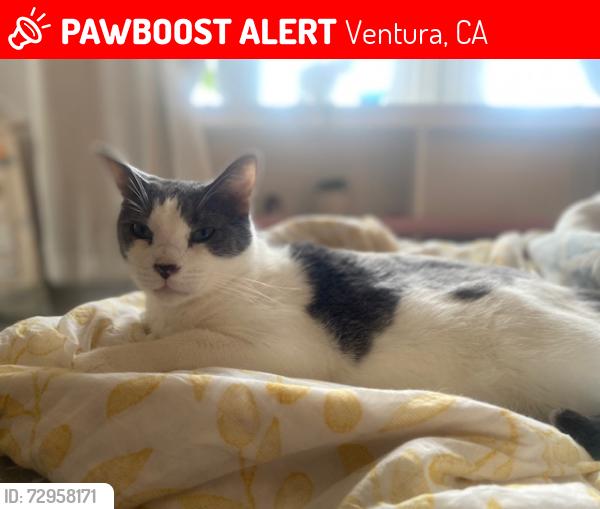 Lost Male Cat last seen Foothill and Day Rd, Ventura, CA 93003