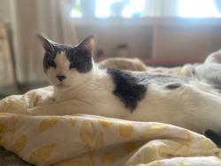 Lost Male Cat last seen Foothill and Day Rd, Ventura, CA 93003