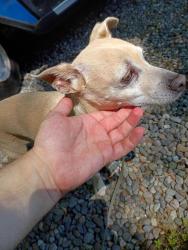 Reunited Male Dog last seen Covington Costco , Covington, WA 98042