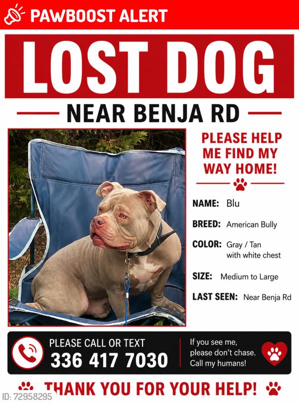Lost Male Dog last seen Near benaja rd close to us29, Rockingham County, NC 27320