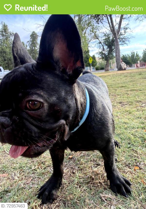 Reunited Female Dog last seen South Main, Las Cruces, NM 88001