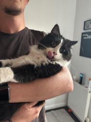 Reunited Male Cat last seen Dogsthorpe , Peterborough, England PE1 4QL