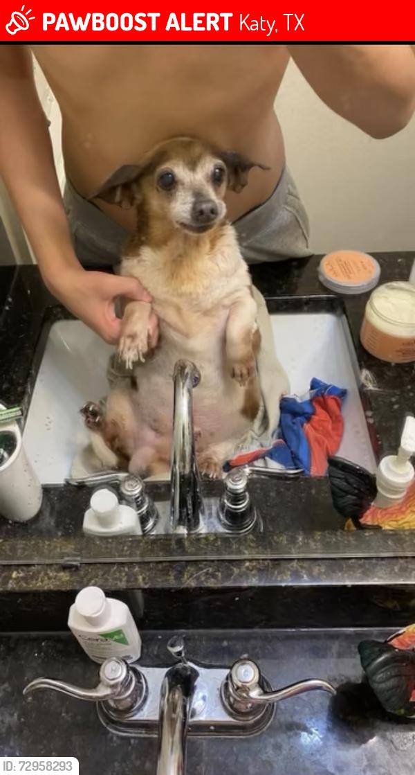 Lost Male Dog last seen Frans road, Katy, TX 77493
