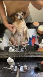 Lost Male Dog last seen Frans road, Katy, TX 77493