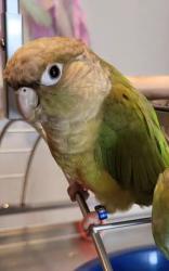 Lost Female Bird last seen Arlene Street and Dawson Circle, Staten Island, NY 10314