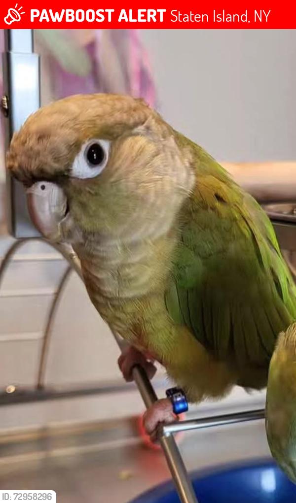 Lost Female Bird last seen Arlene Street and Dawson Circle, Staten Island, NY 10314