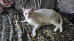 Reunited Male Cat last seen Gibbs St. & Madison, North Lincoln Park, Pomona, CA 91767