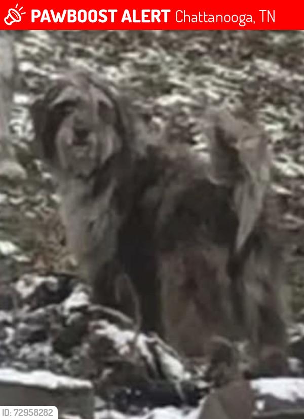 Lost Female Dog last seen drake parkway rd, Harrison, TN, Chattanooga, TN 37416