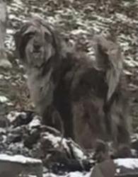 Lost Female Dog last seen drake parkway rd, Harrison, TN, Chattanooga, TN 37416