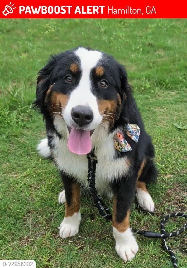 Lost Female Dog last seen Burch on 27, Hamilton, GA 31811