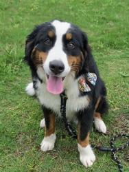 Lost Female Dog last seen Burch on 27, Hamilton, GA 31811